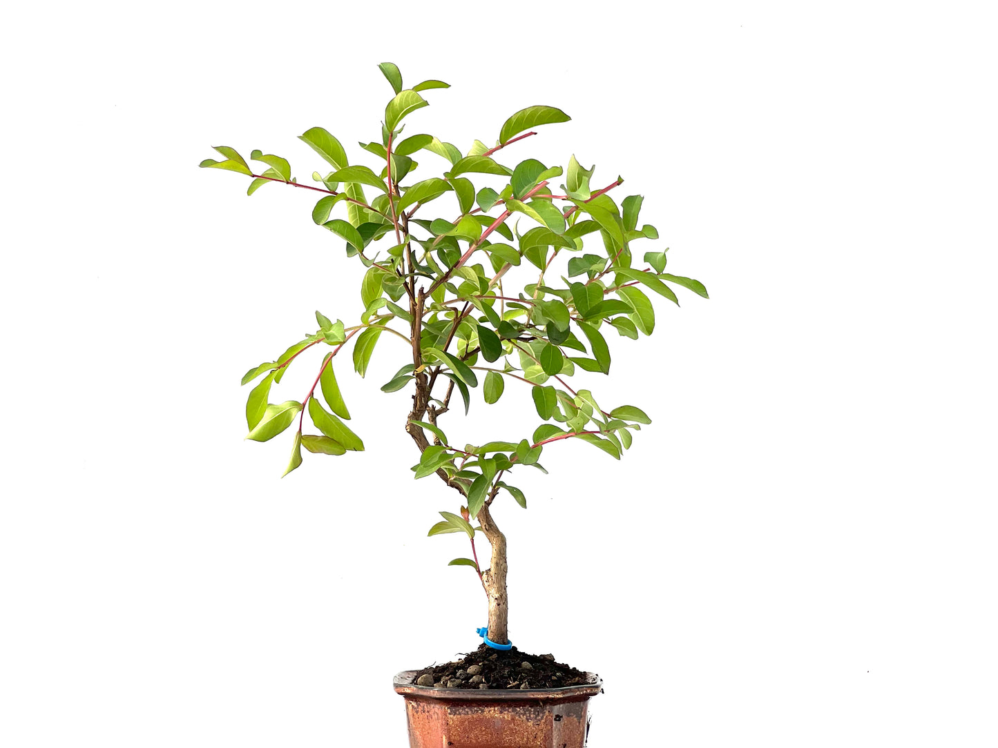 Lagerstroemia Indica 2410