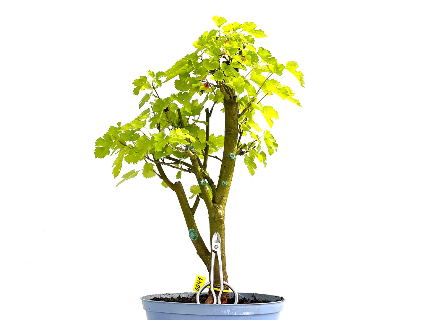 Morus Alba 0041