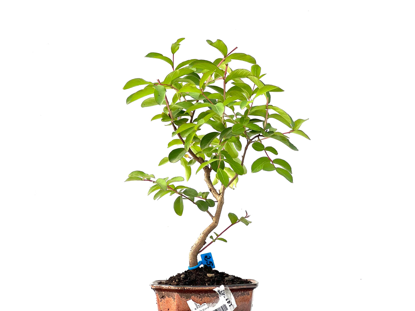 Lagerstroemia Indica 2410