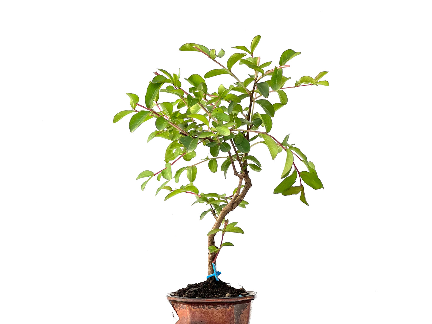 Lagerstroemia Indica 2410