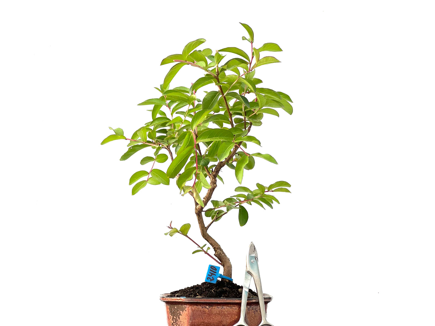 Lagerstroemia Indica 2410