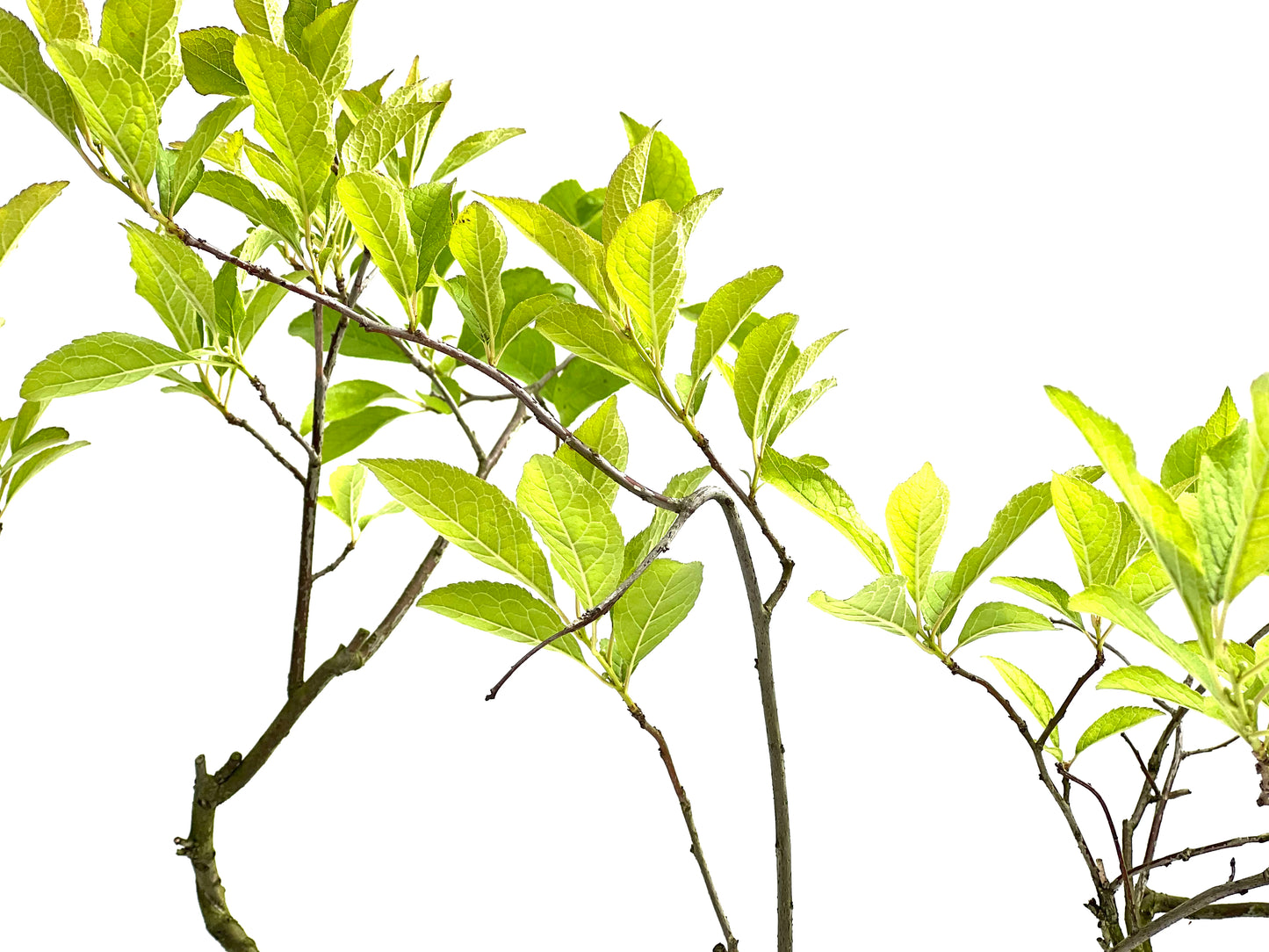 Ilex Verticillata (aleatorio)