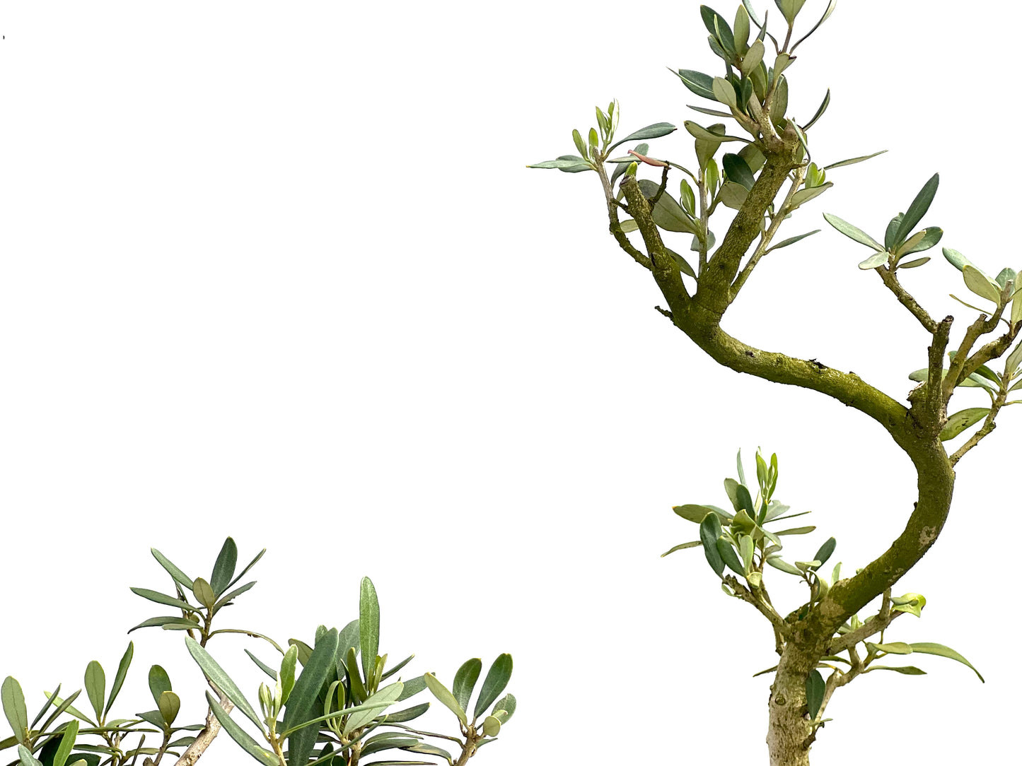 Olea Europaea 19 cm (aleatorio)