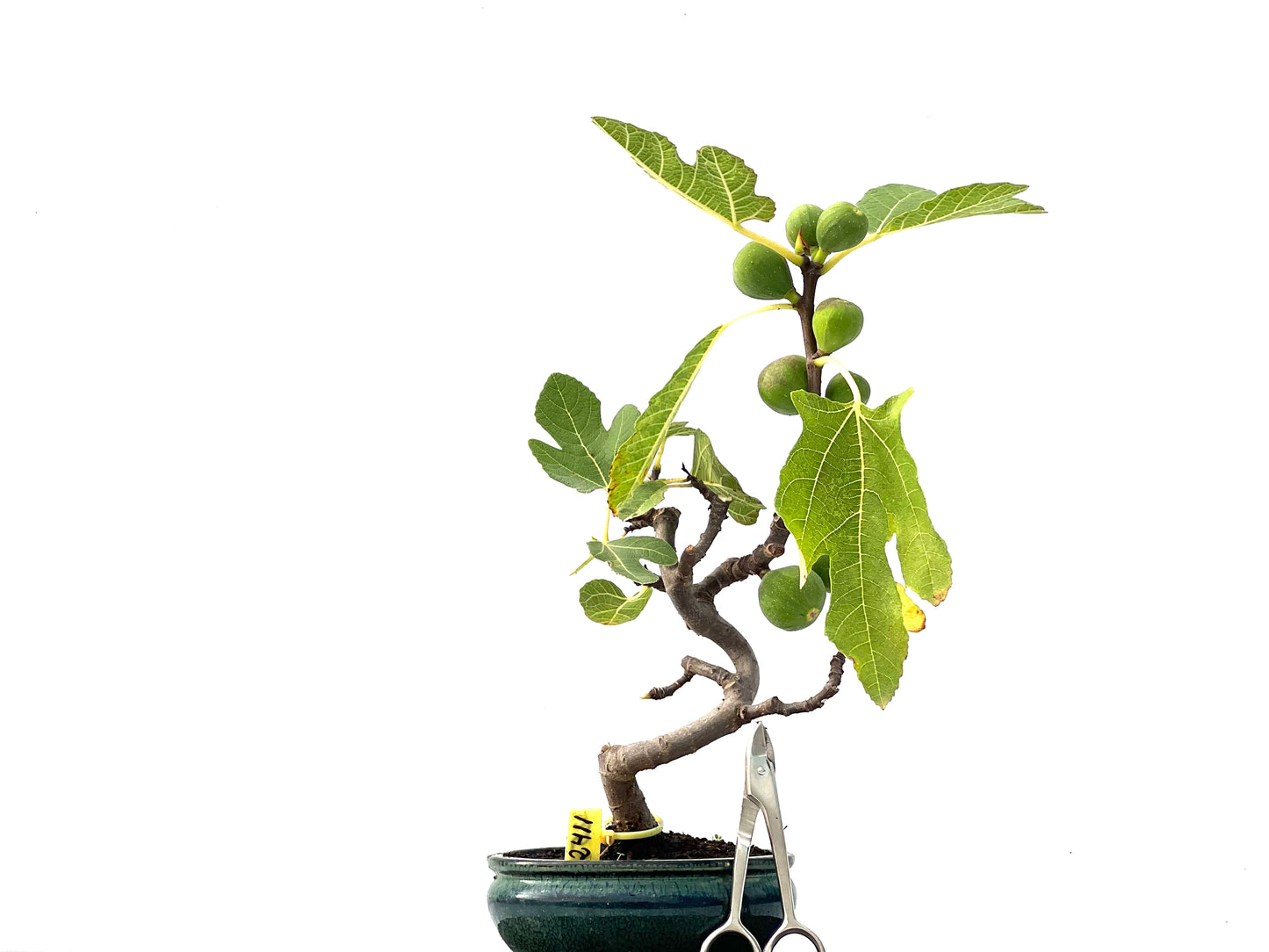Ficus Carica 2411