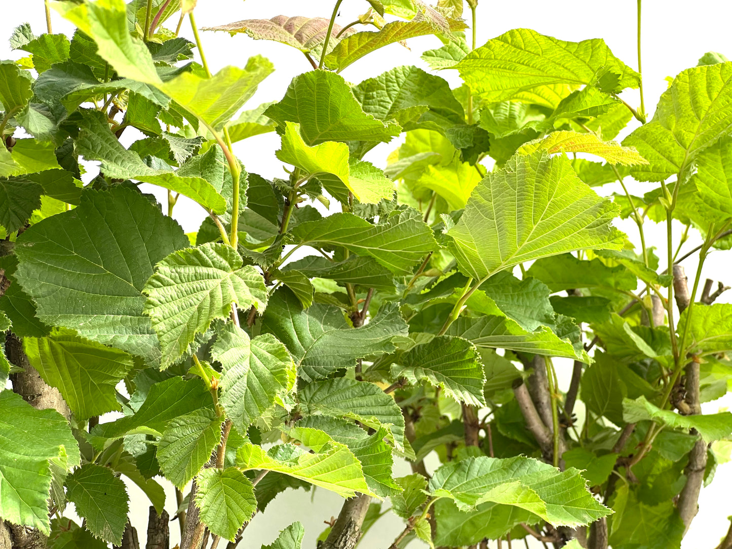 Corylus 22 cm (aleatorio)