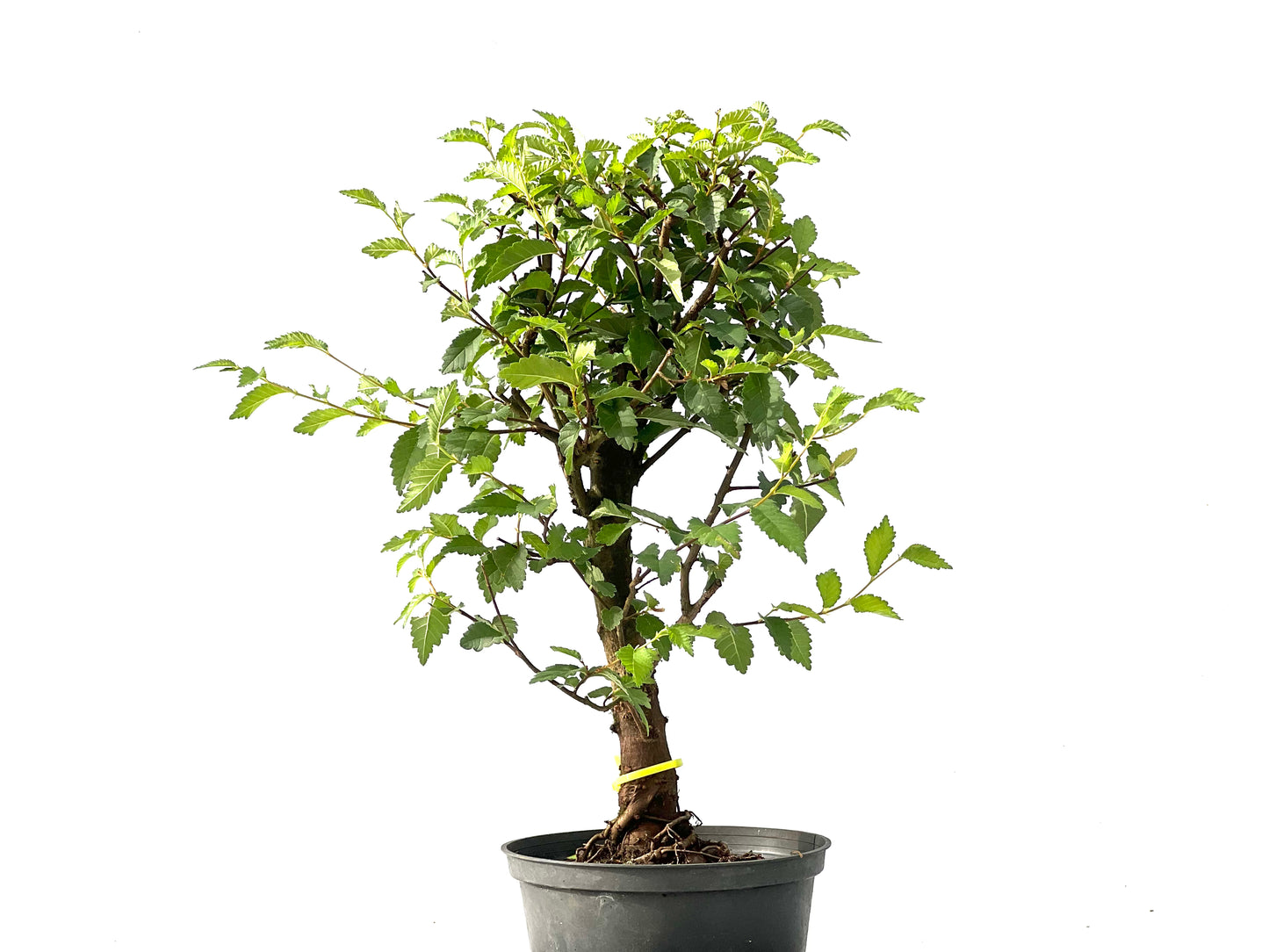 Ulmus Minor 2428