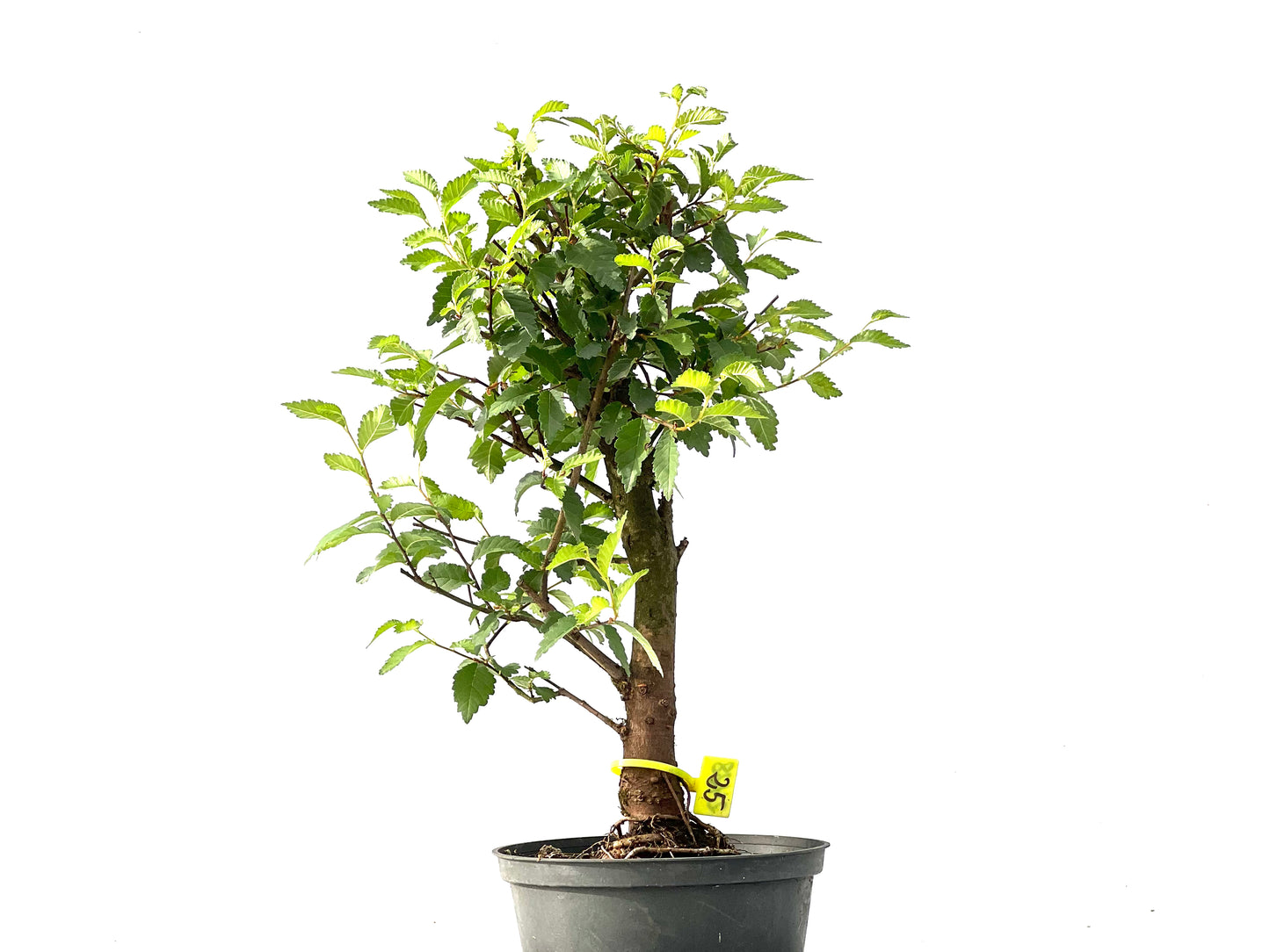 Ulmus Minor 2428