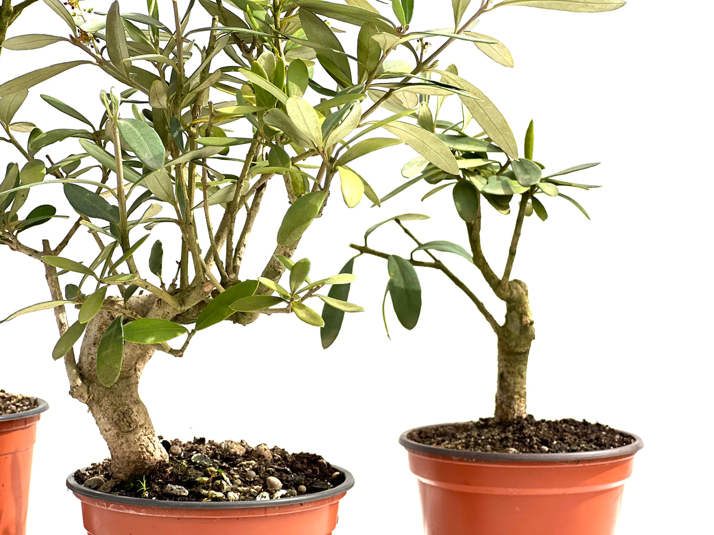 Olea Europaea 12 cm (aleatorio)