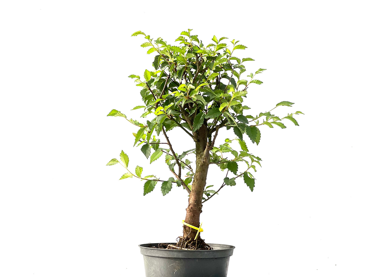Ulmus Minor 2428