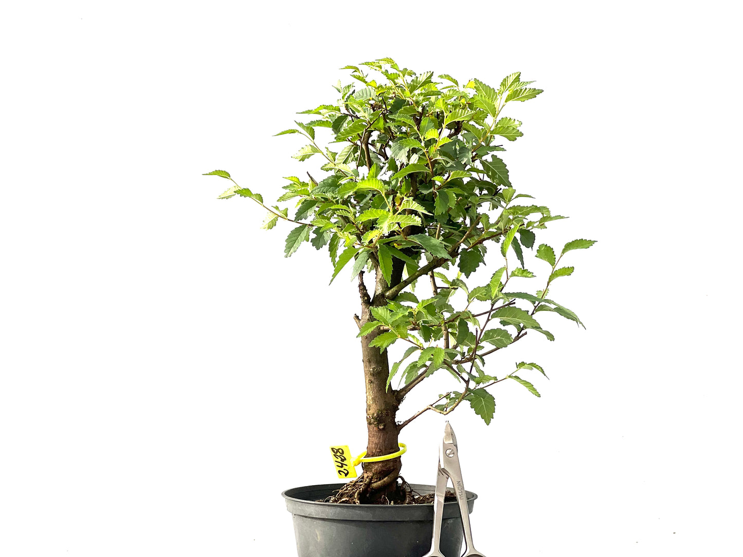 Ulmus Minor 2428
