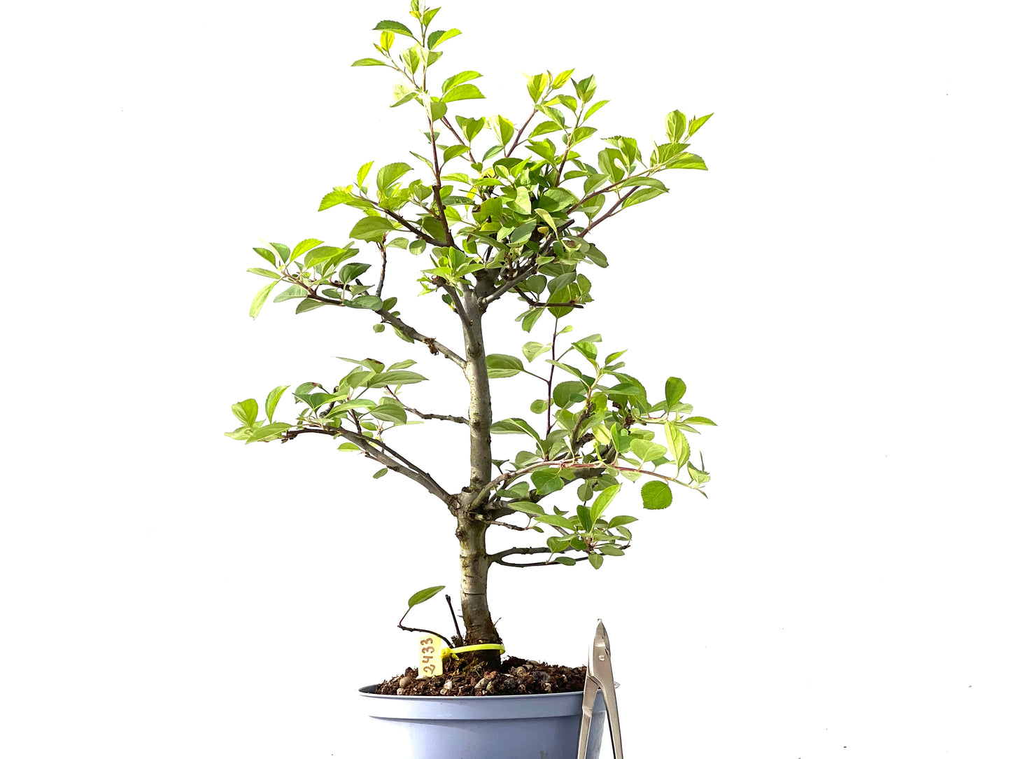 Malus Everest 2433