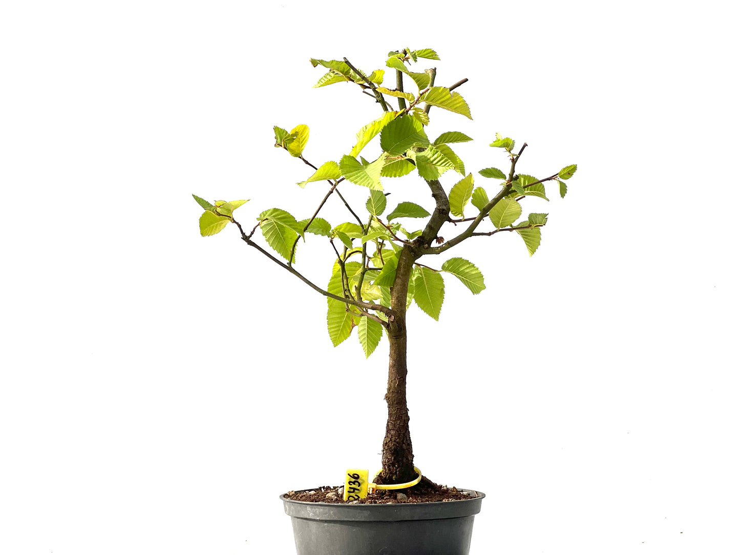 Carpinus Betulus 2436