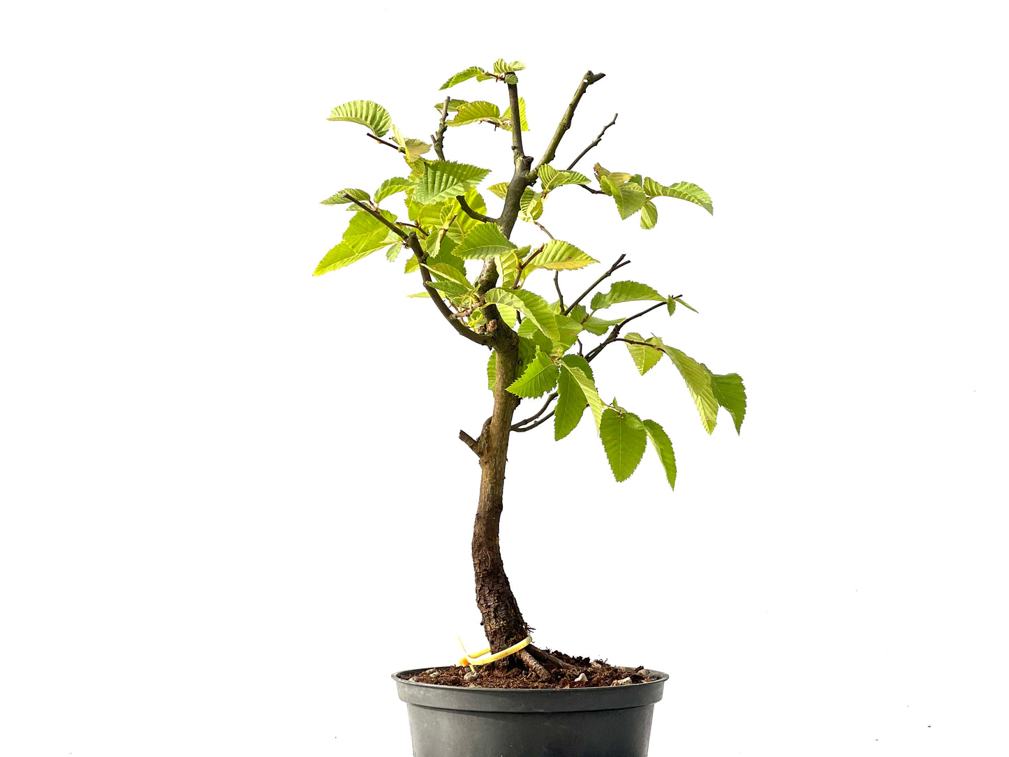 Carpinus Betulus 2436