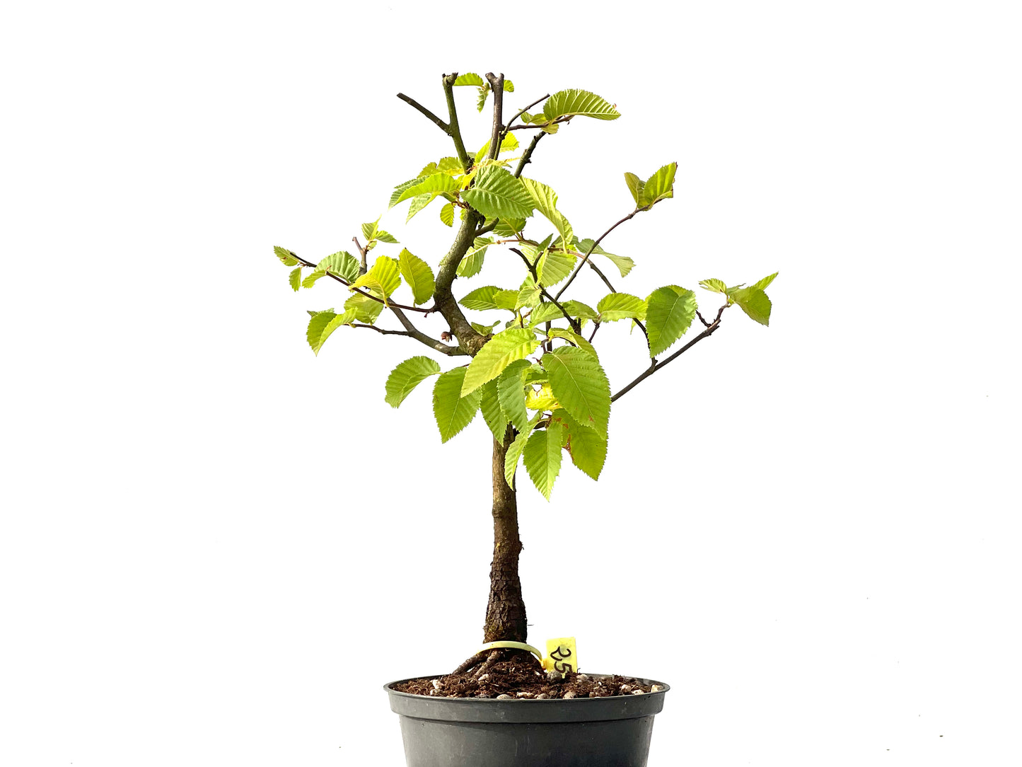 Carpinus Betulus 2436