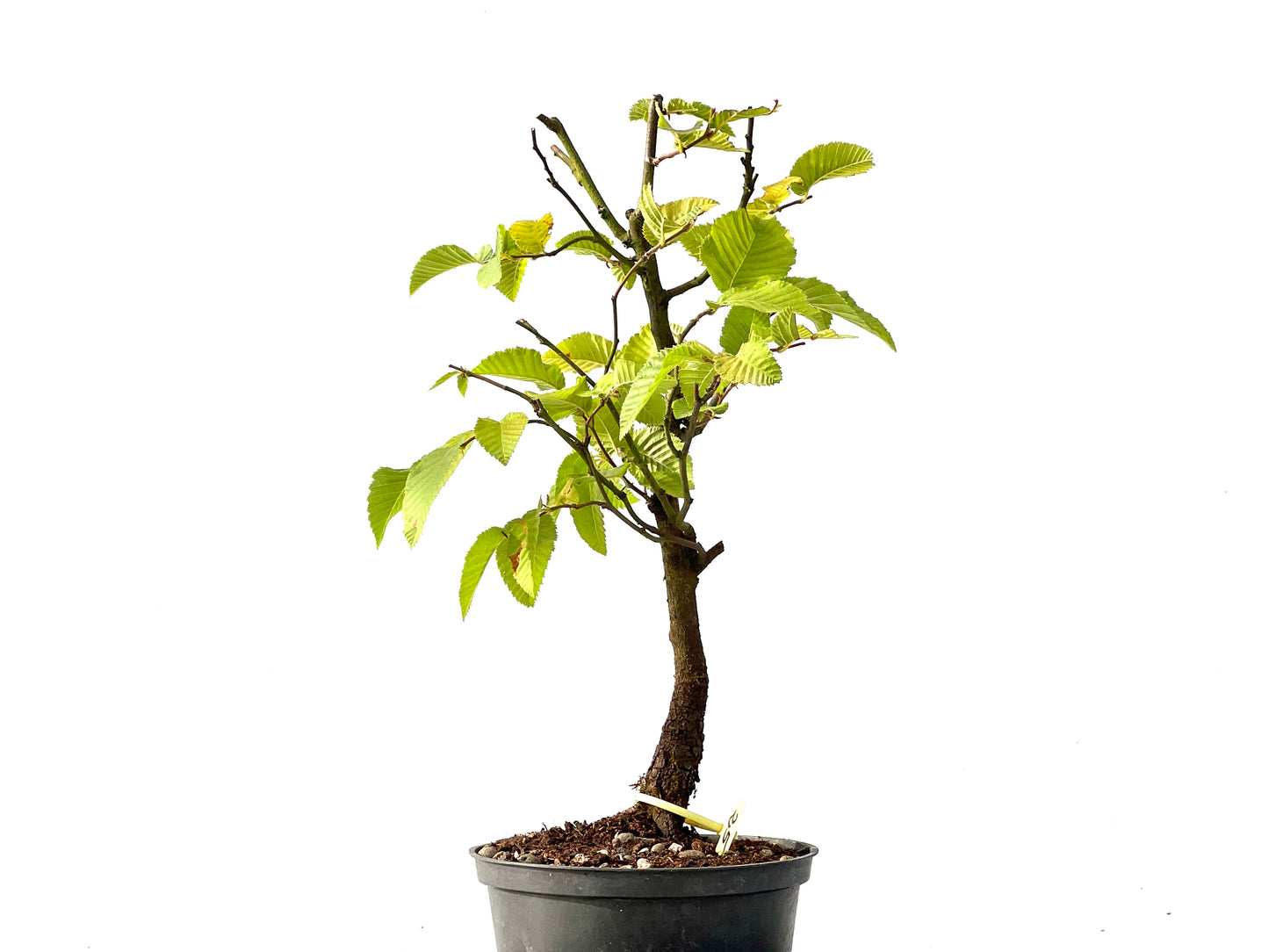 Carpinus Betulus 2436