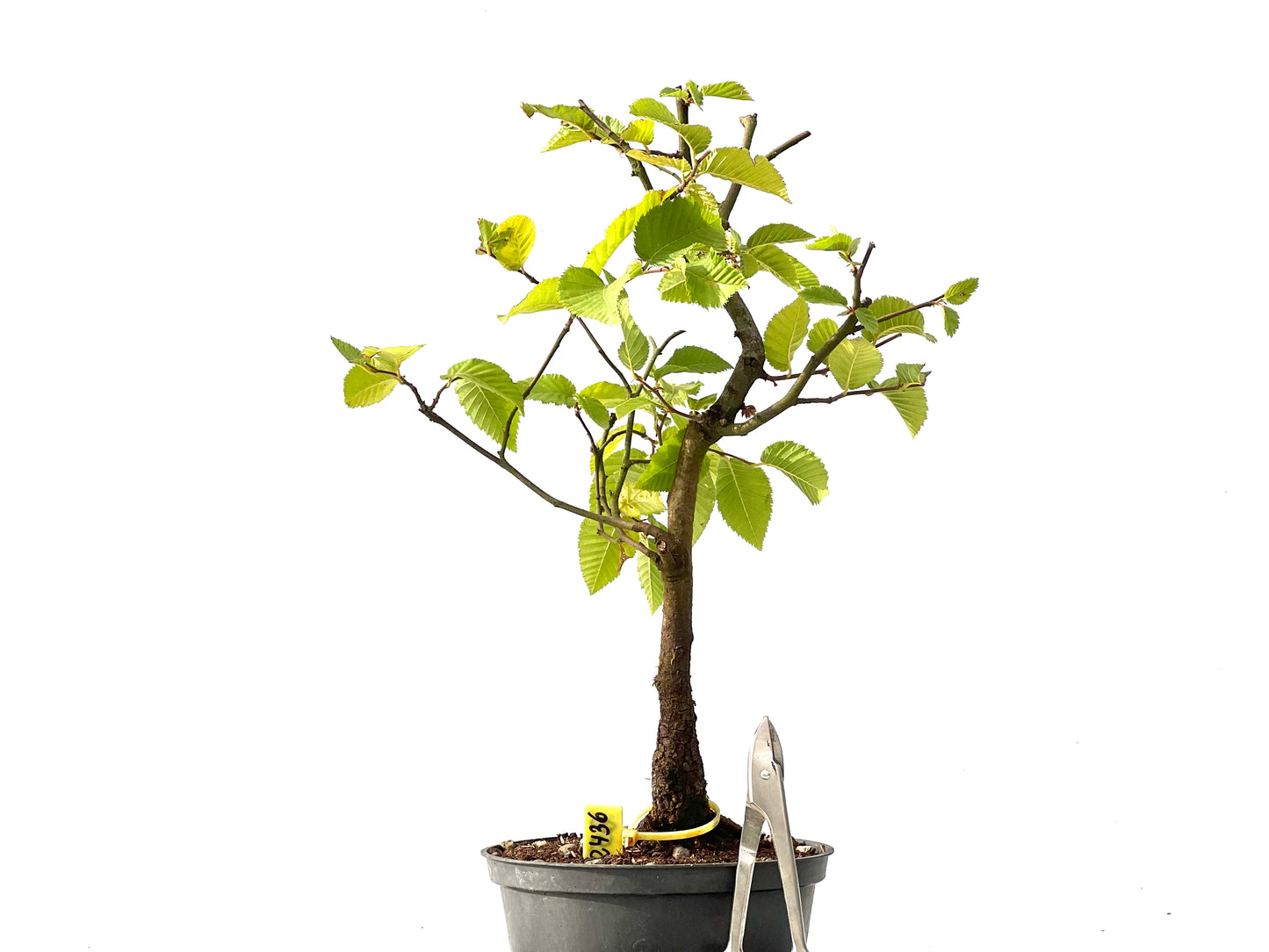 Carpinus Betulus 2436