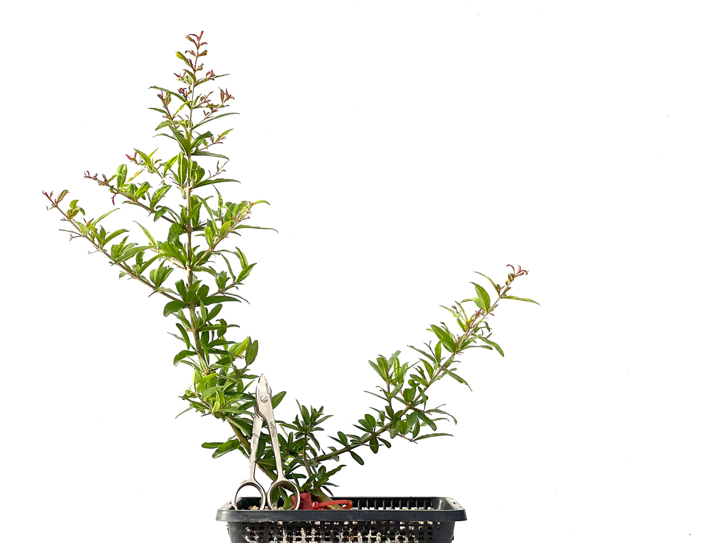 Punica Granatum Nejikan 2441