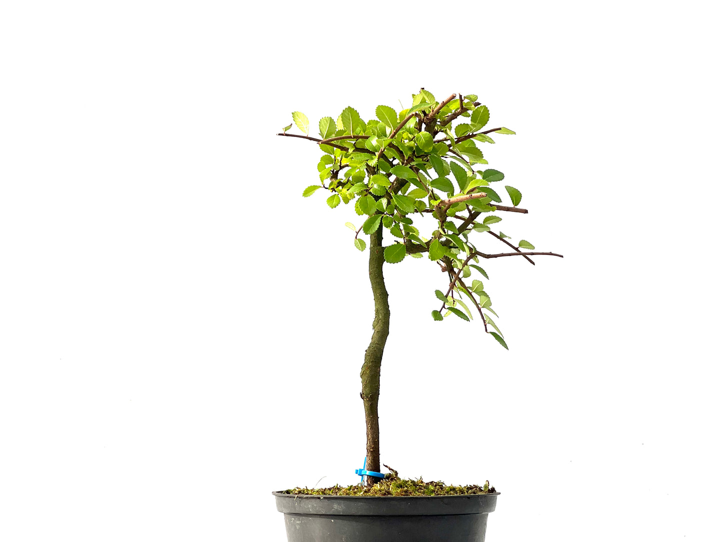 Ulmus Parvifolia 2440