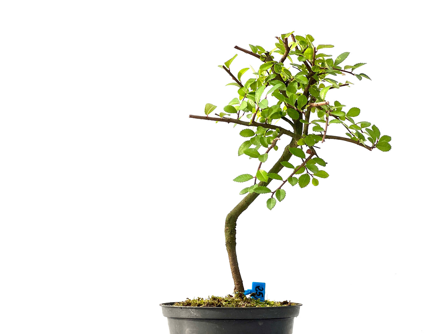 Ulmus Parvifolia 2440