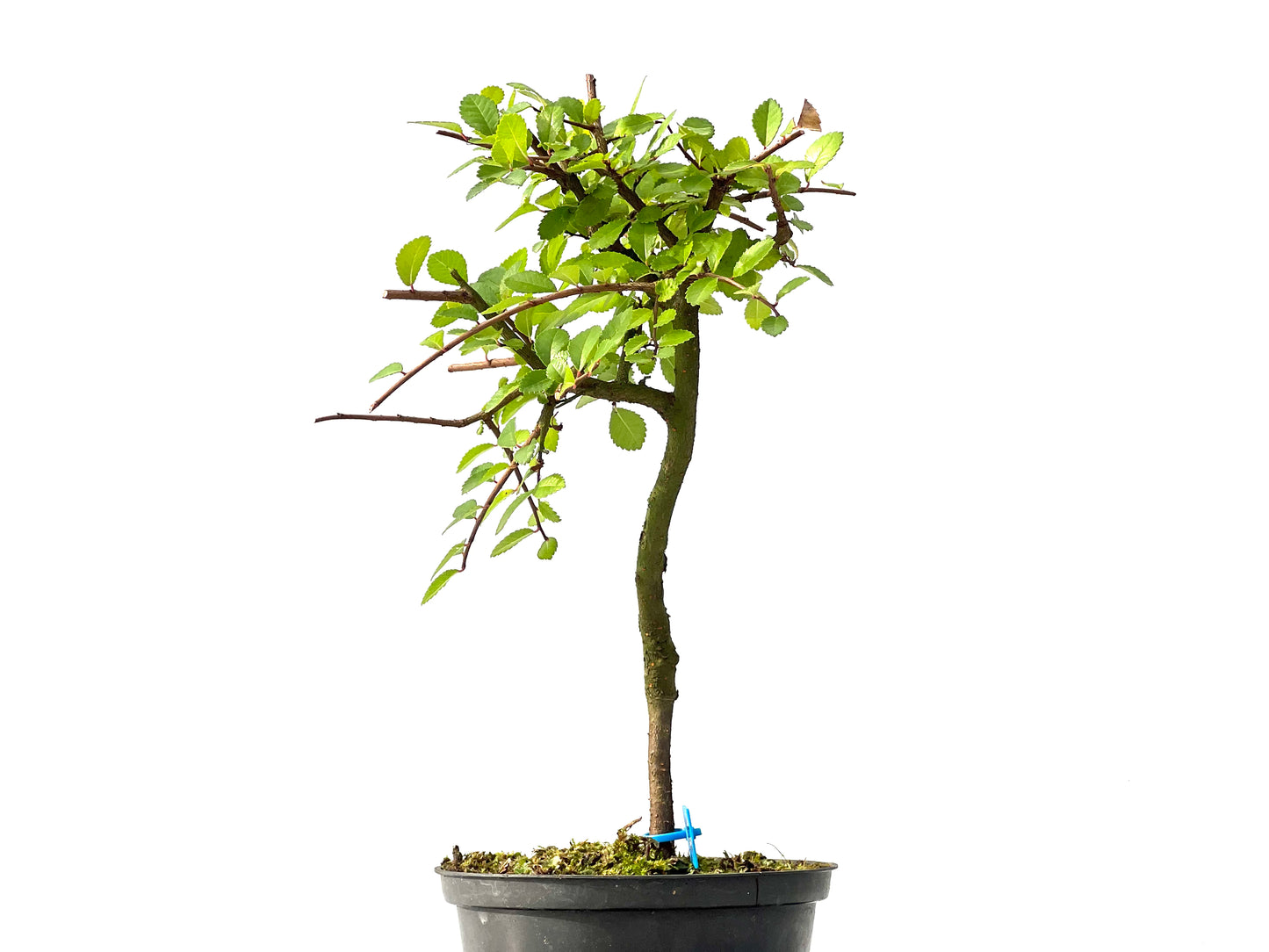 Ulmus Parvifolia 2440