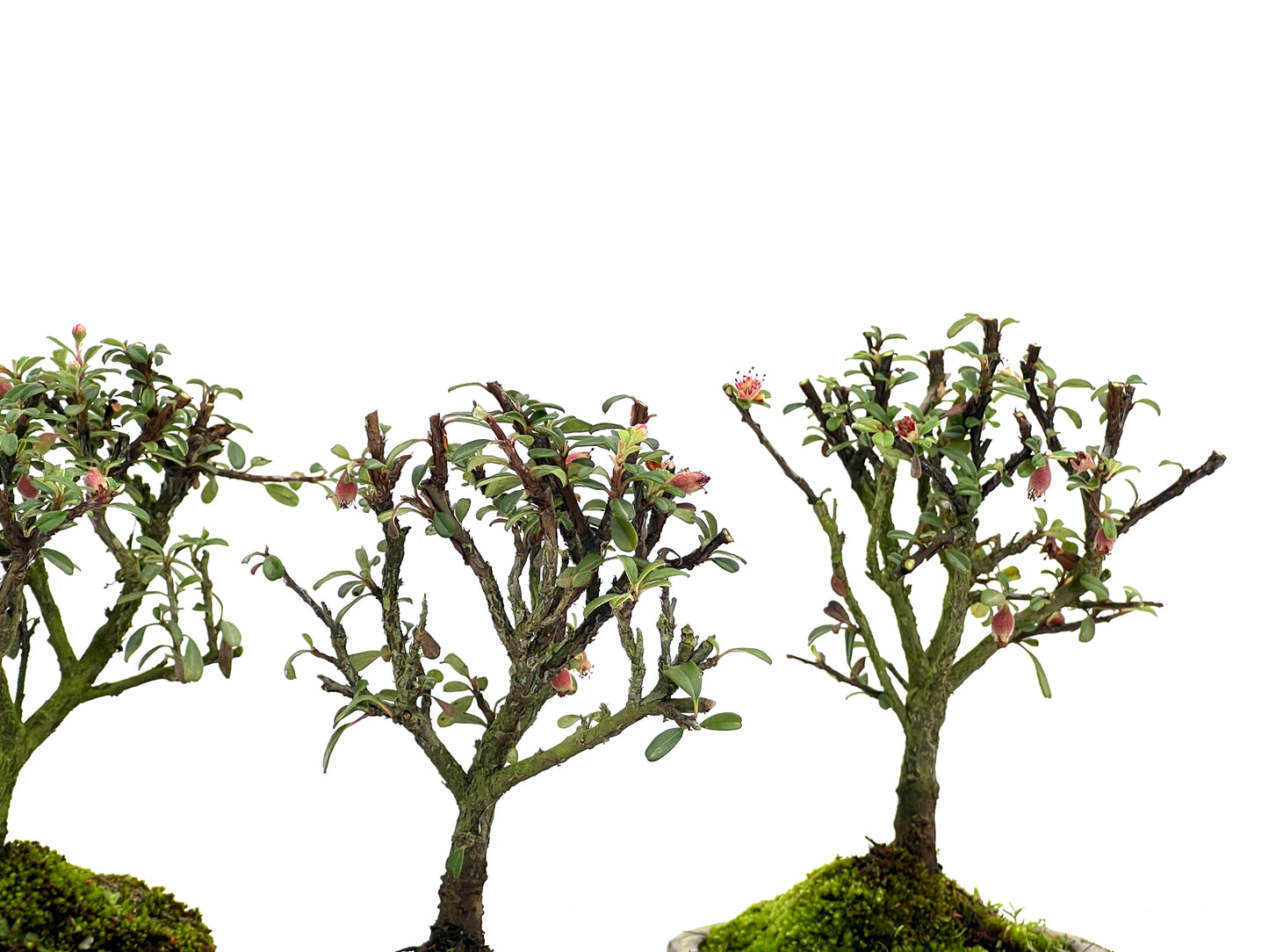 Cotoneaster Microphylla 9 cm (aleatorio)