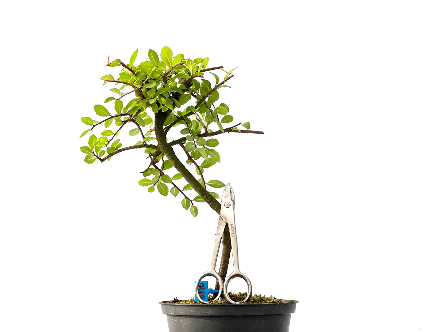 Ulmus Parvifolia 2440