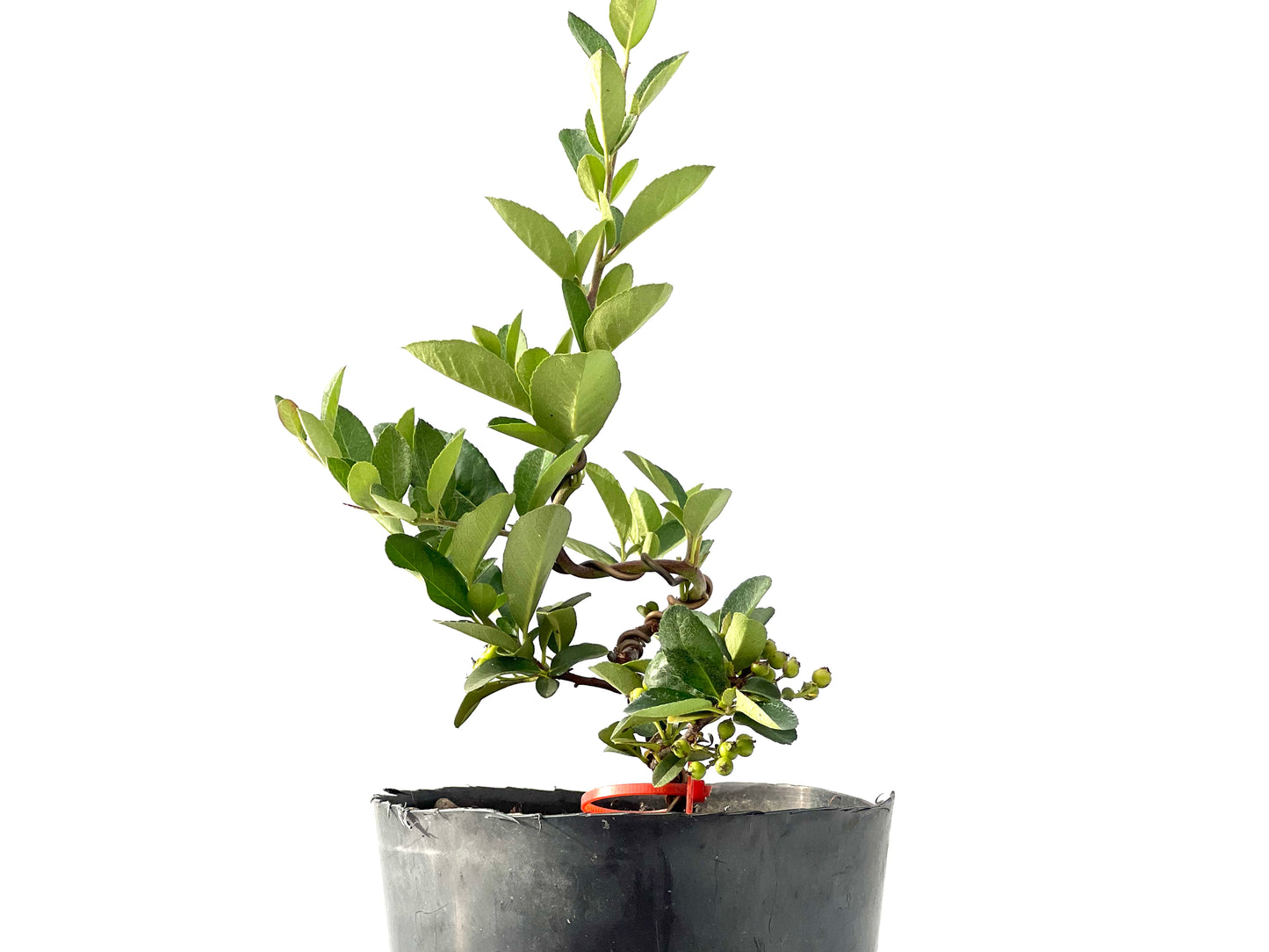 Pyracantha 2427