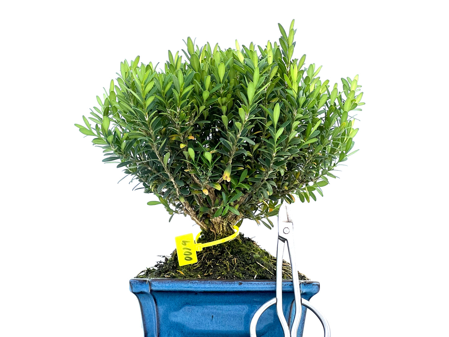 Buxus Harlandii 0019