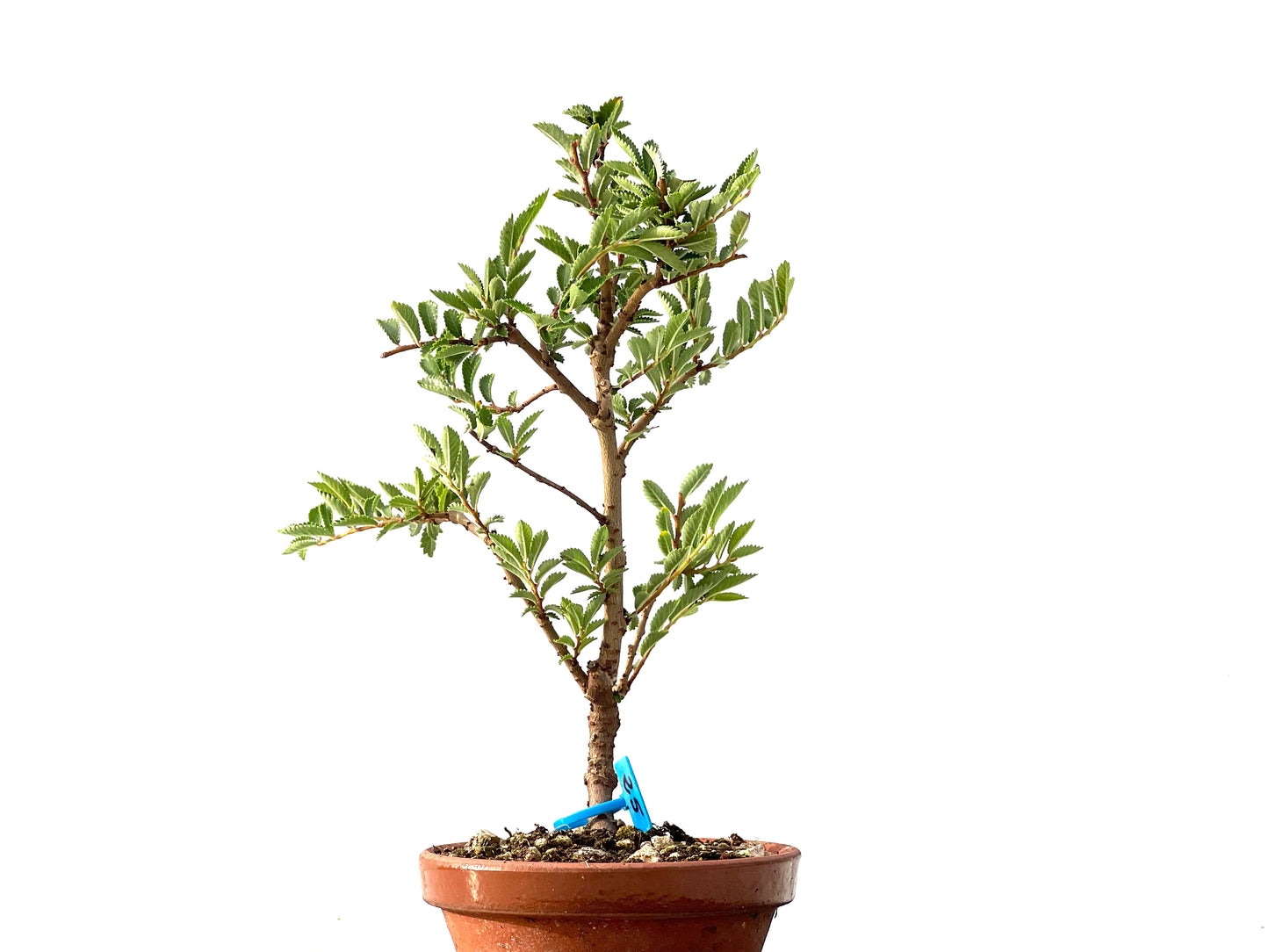 Olmo Nire Keyaki 2434