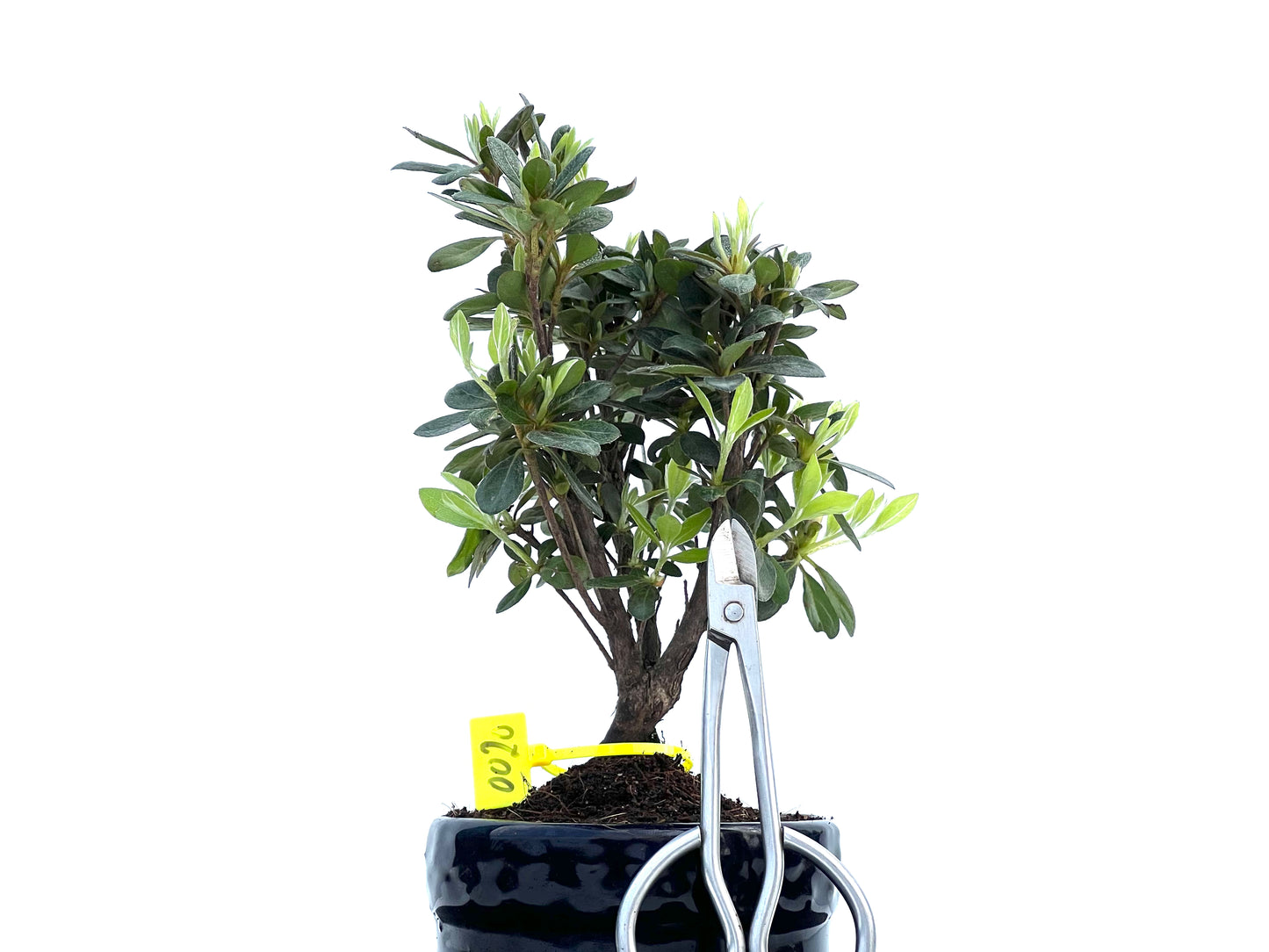 Rhododendrum Indicum 0020