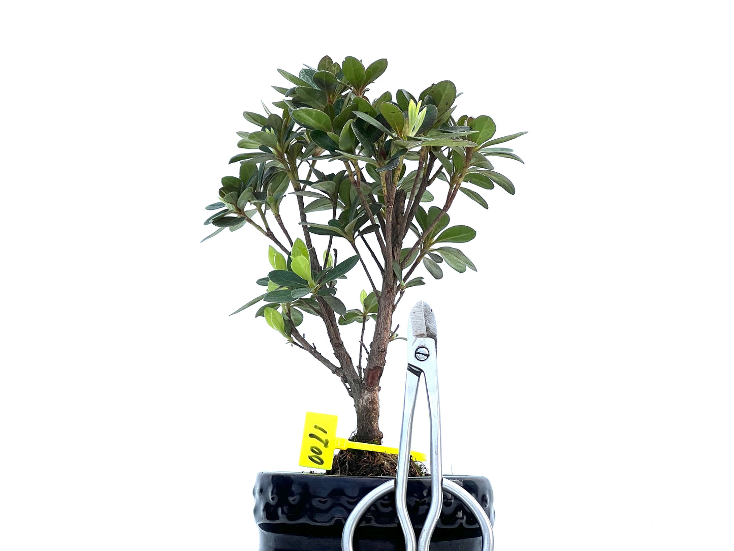 Rhododendrum Indicum 0021