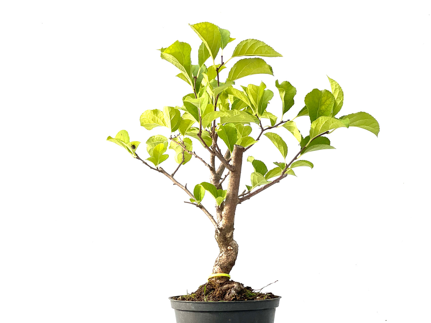 Celastrum Orbiculatus 2443