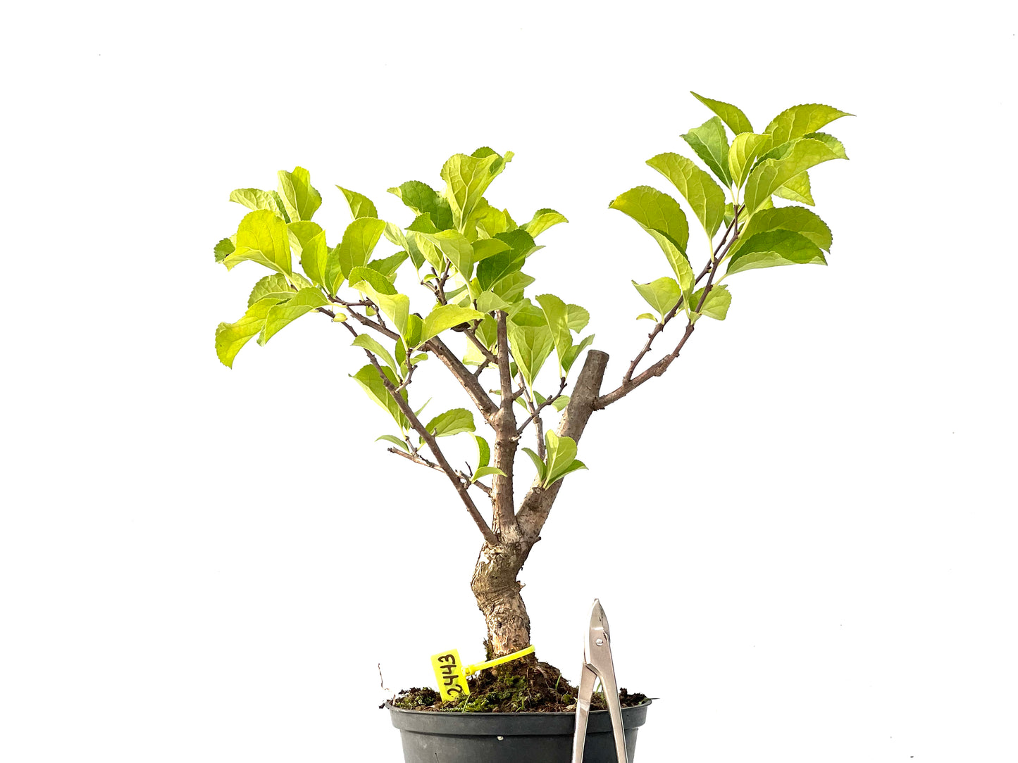 Celastrum Orbiculatus 2443