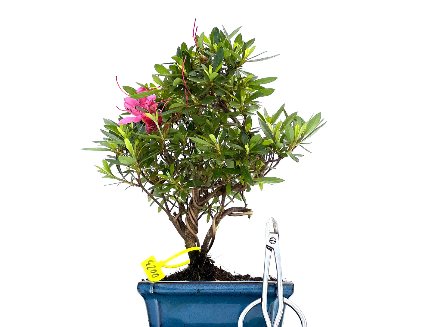 Rhododendrum Indicum 0023