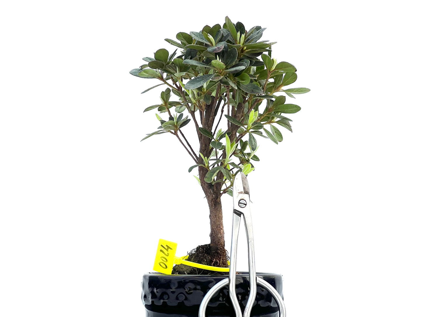 Rhododendrum Indicum 0024