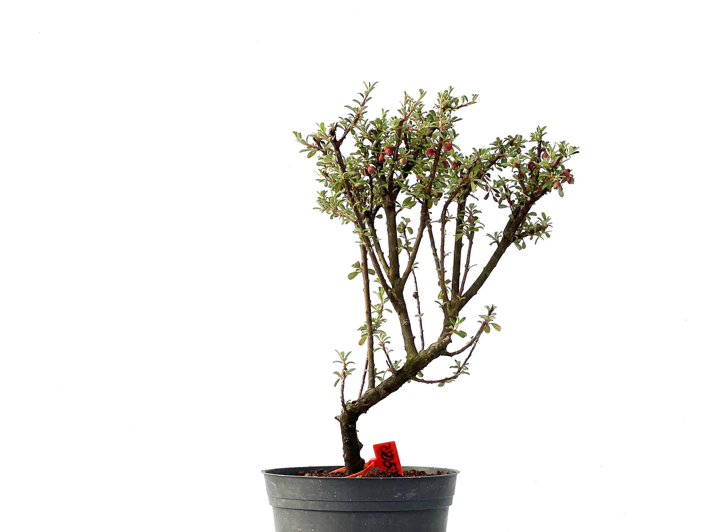 Cotoneaster Microphylla 2445