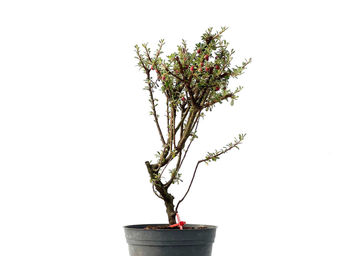 Cotoneaster Microphylla 2445