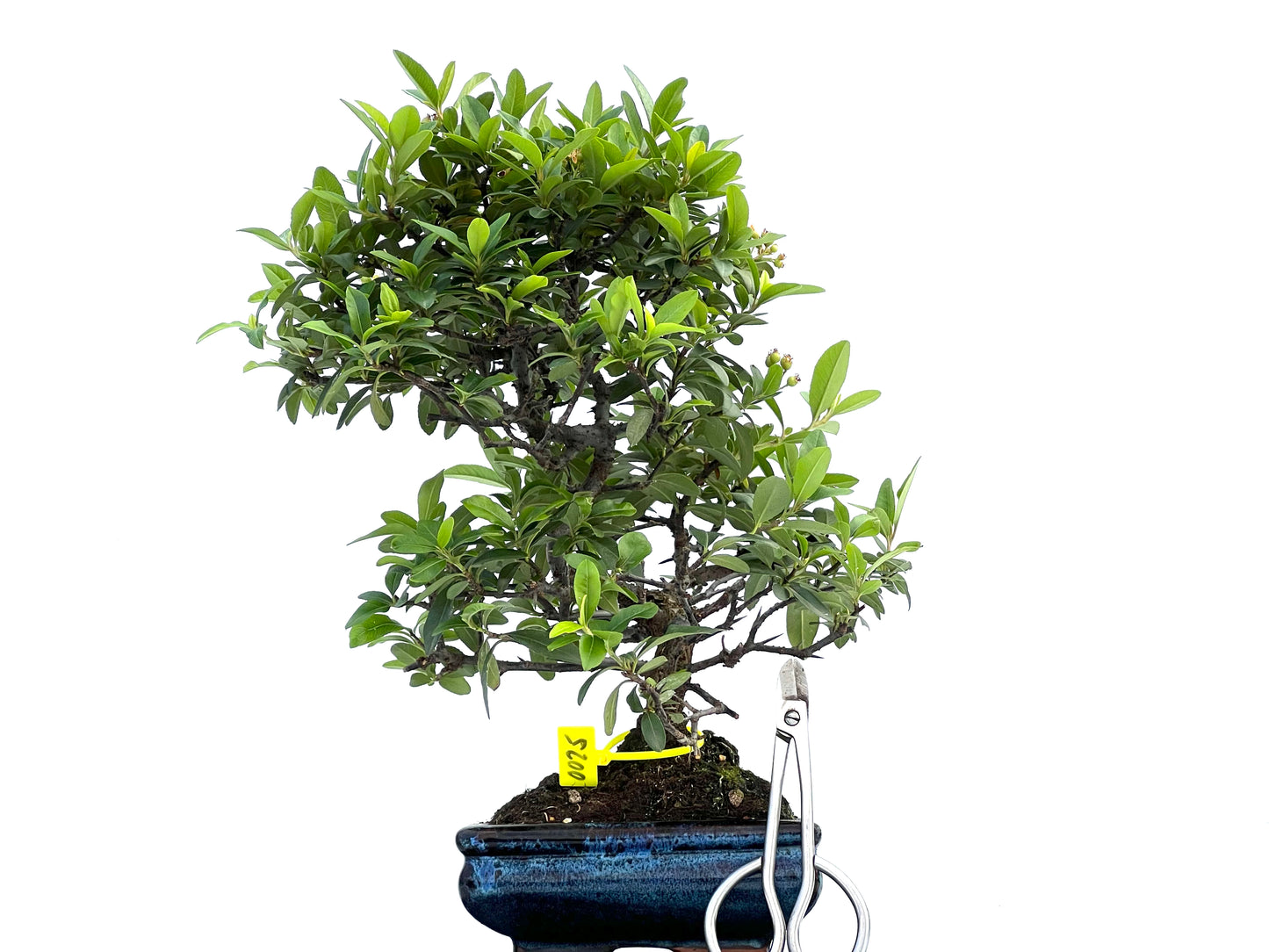 Pyracantha 0025