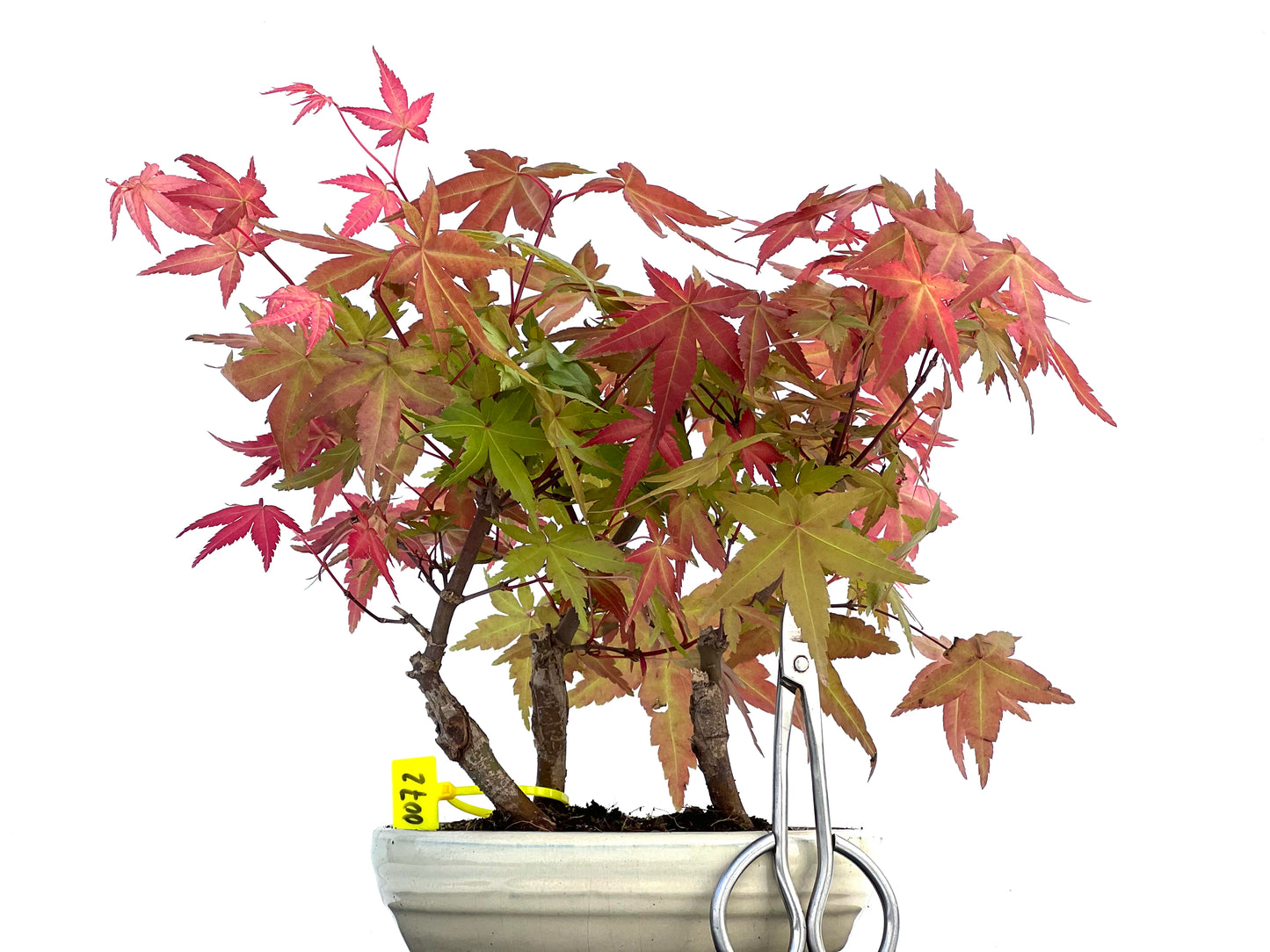 Bosque Acer Palmatum Deshojo 0072