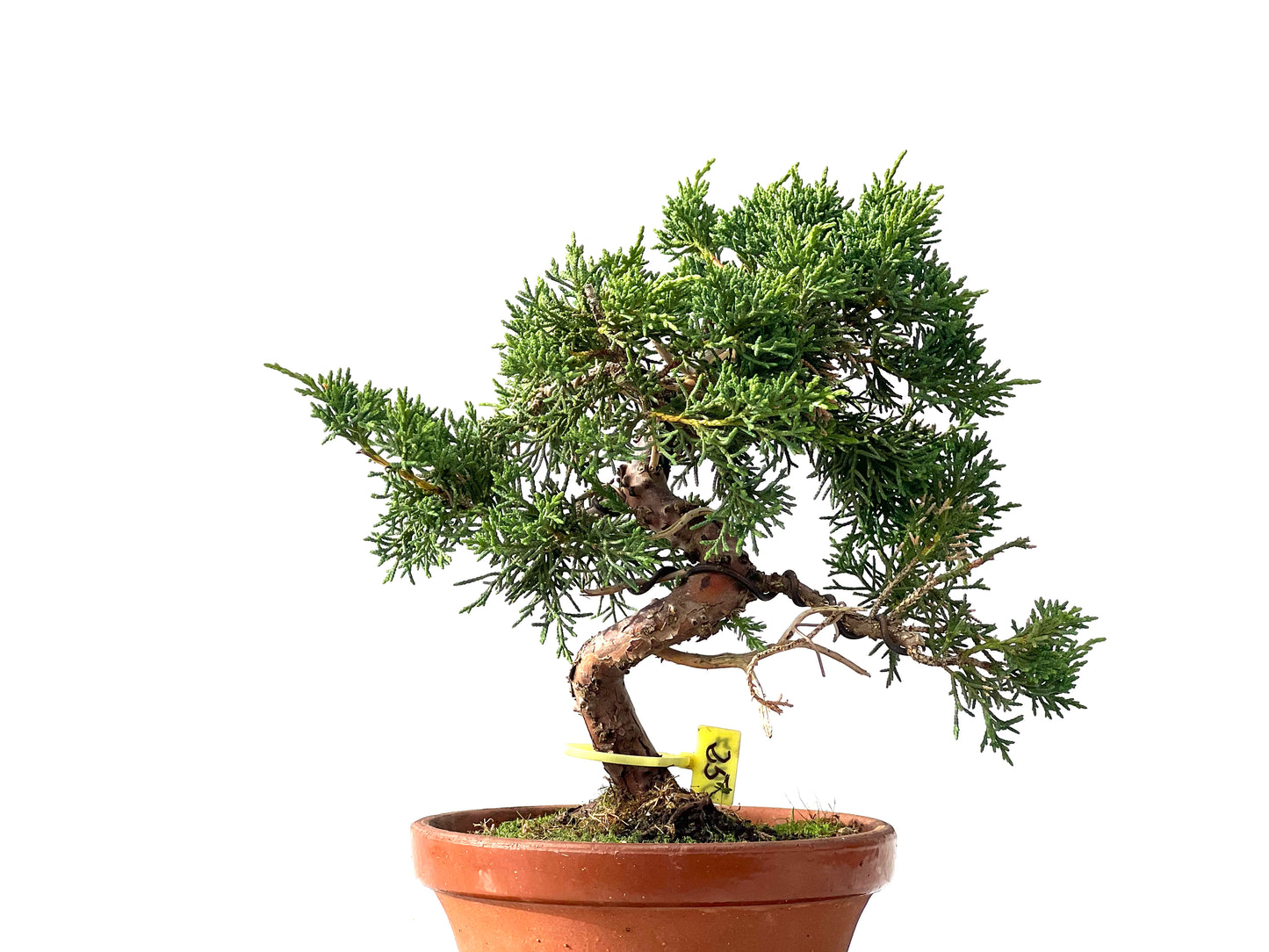 Juniperus Chinensis Kyshu 2457