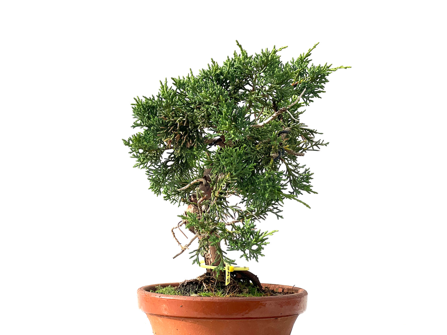 Juniperus Chinensis Kyshu 2457
