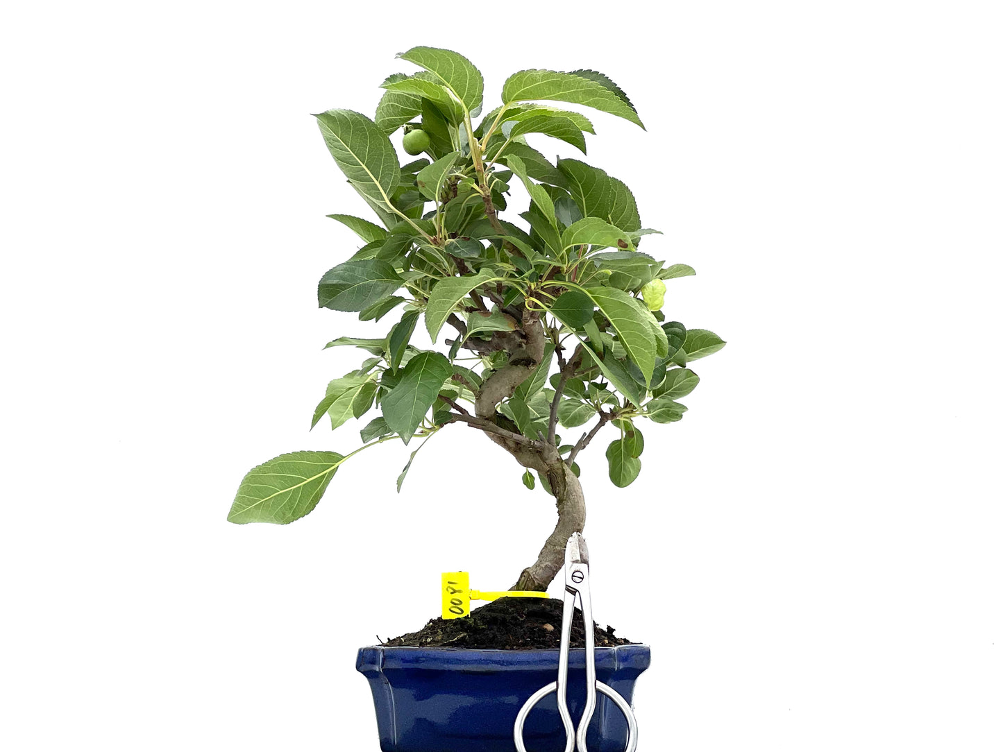 Malus Everest 0081