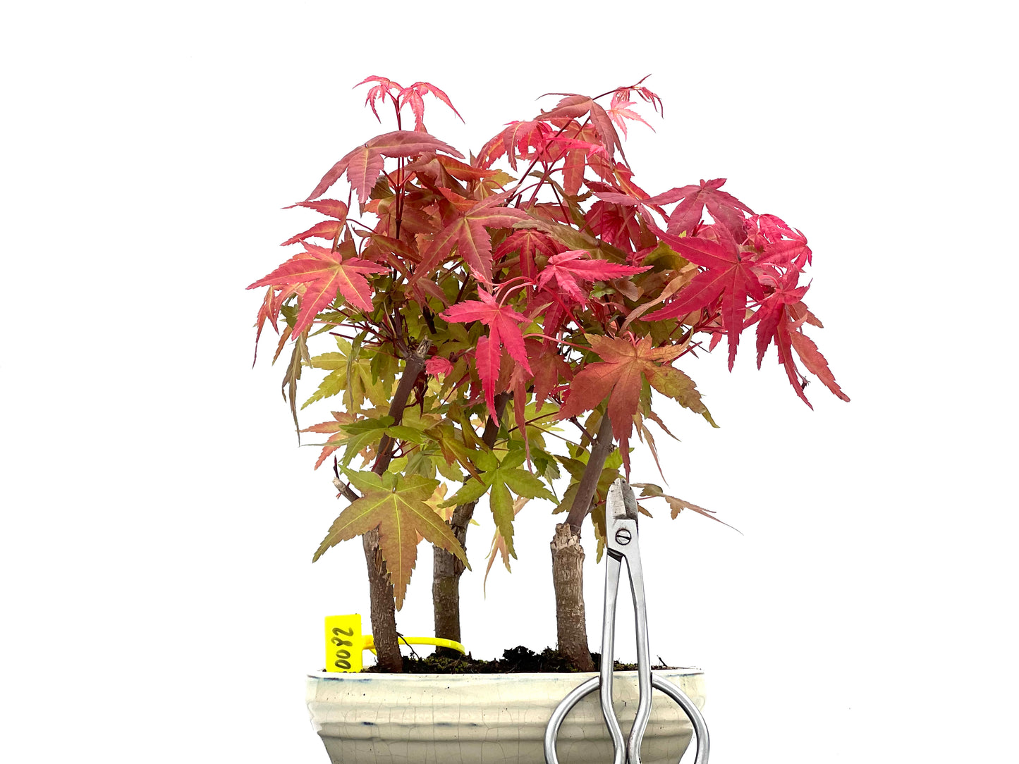 Bosque Acer Palmatum Deshojo 0082