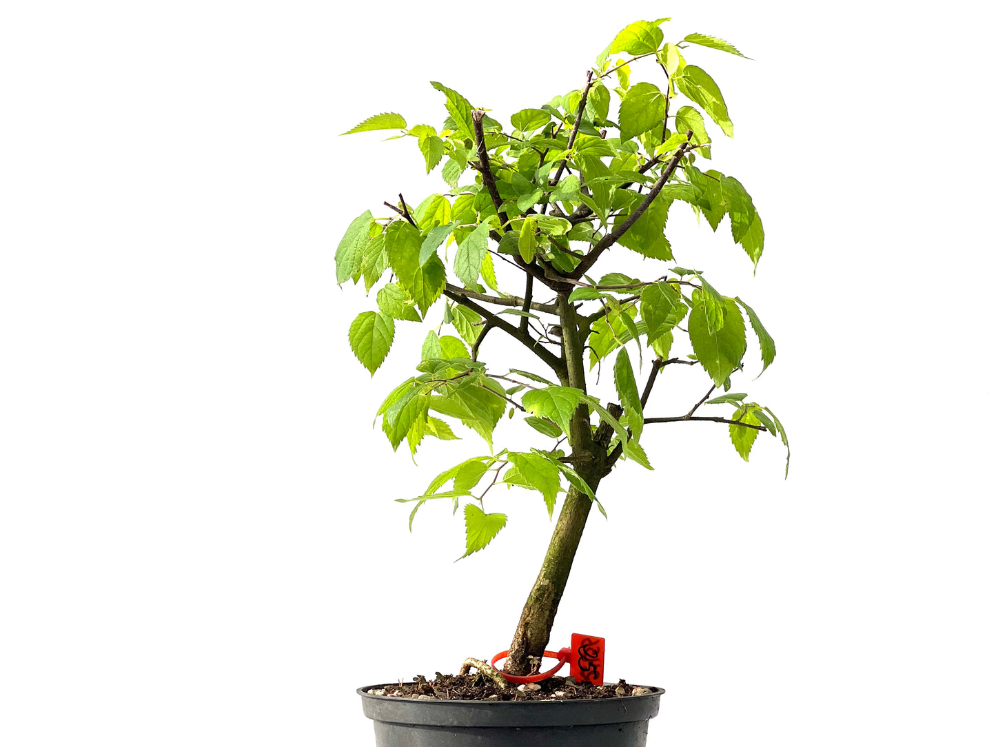 Celtis Australis 2456