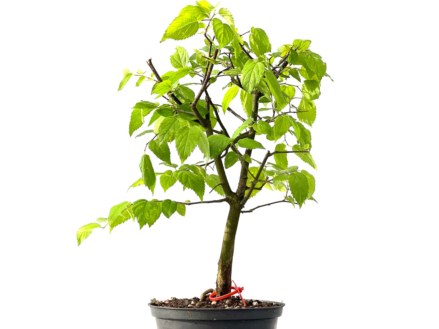 Celtis Australis 2456