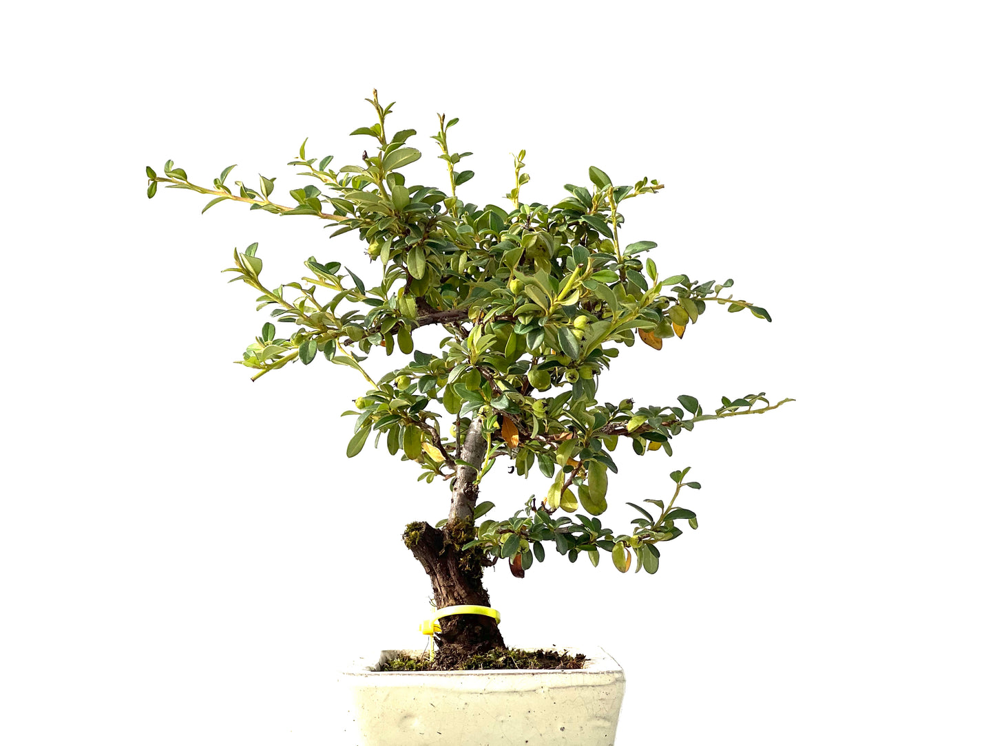 Cotoneaster Horizontalis 2459