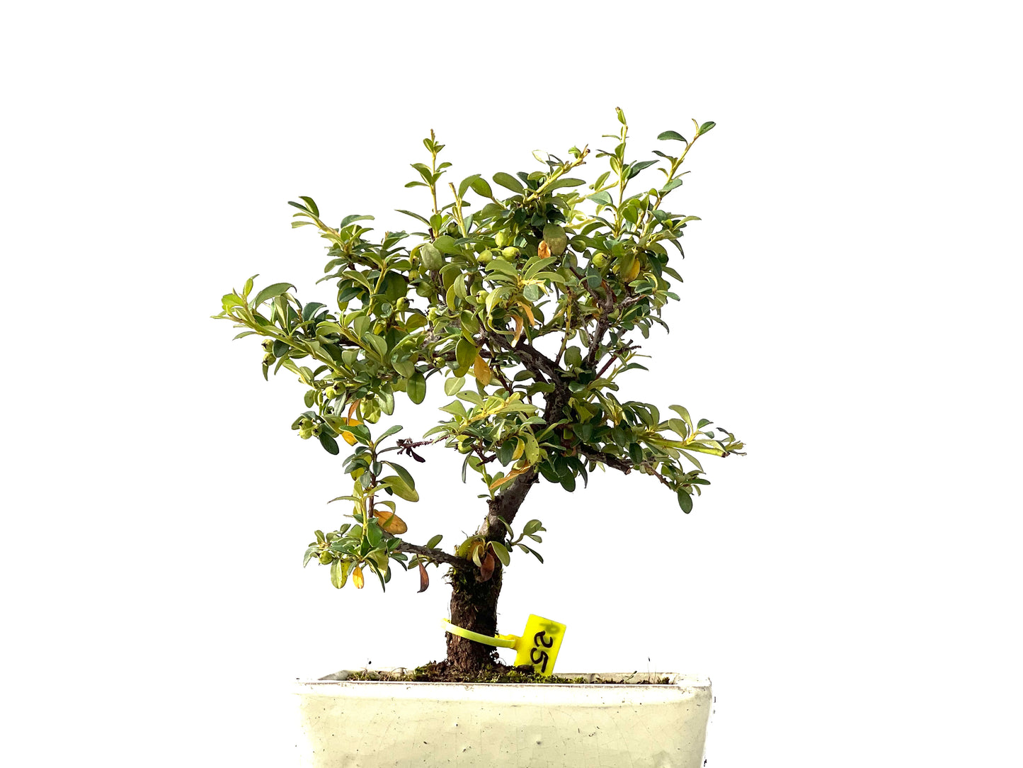 Cotoneaster Horizontalis 2459
