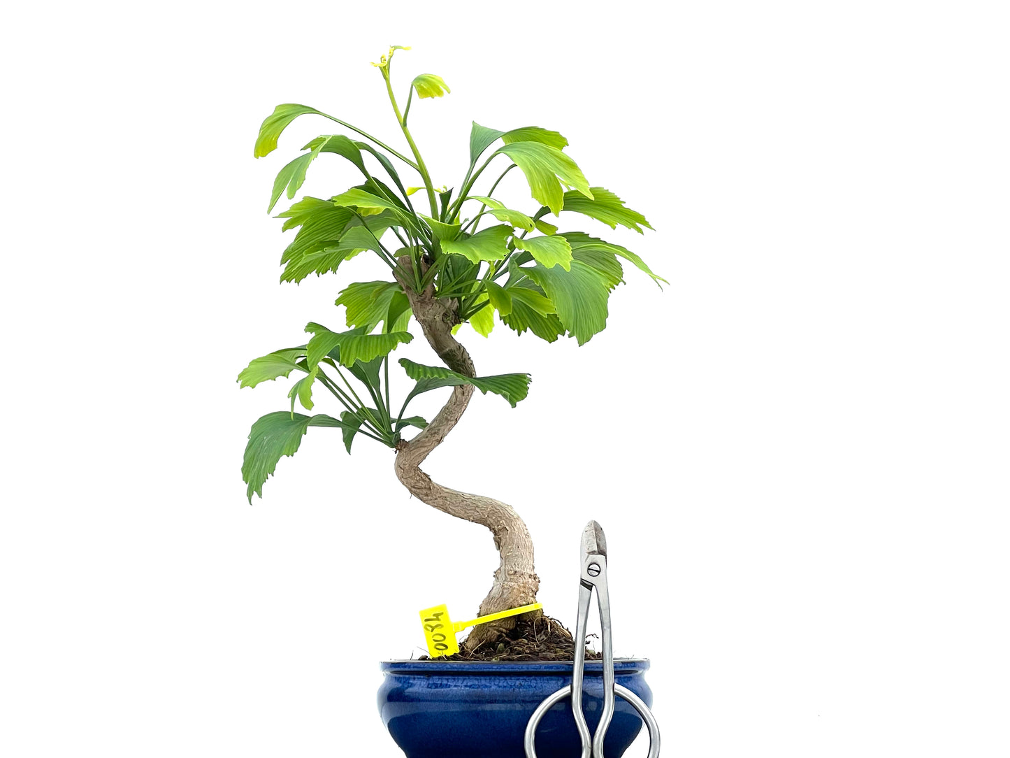 Ginkgo Biloba 0084