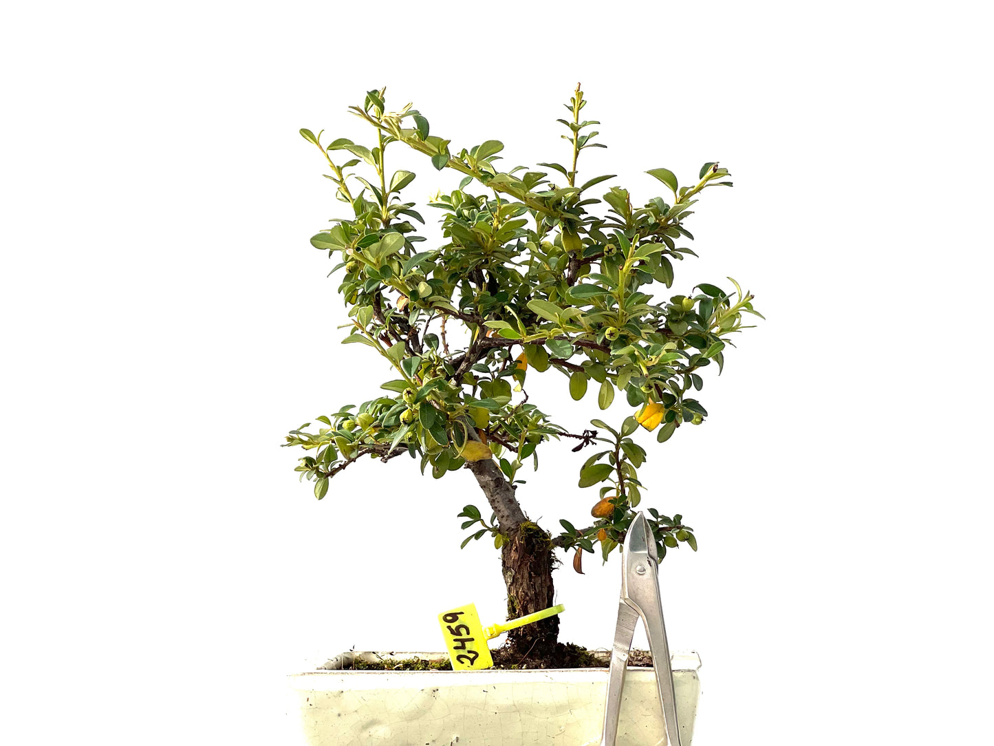 Cotoneaster Horizontalis 2459