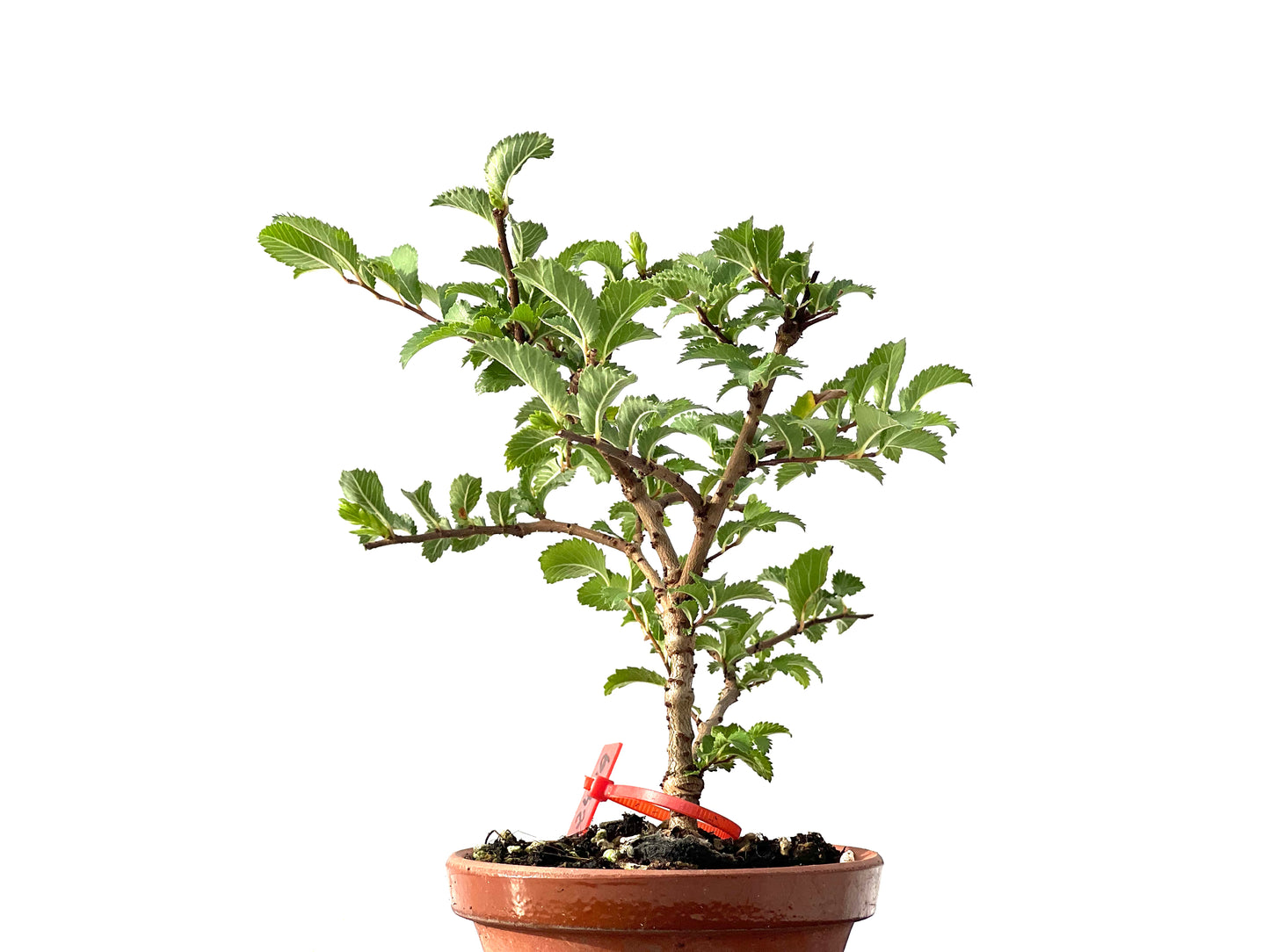 Olmo Nire Keyaki 2449